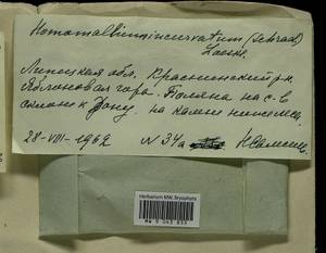 Homomallium incurvatum (Schrad. ex Brid.) Loeske, Bryophytes, Bryophytes - Central forest-and-steppe region (B10) (Russia)