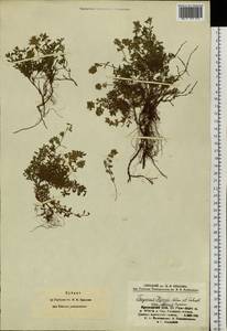 Thymus iljinii Klokov & Des.-Shost., Siberia, Altai & Sayany Mountains (S2) (Russia)
