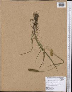 Setaria pumila (Poir.) Roem. & Schult., Eastern Europe, Central region (E4) (Russia)