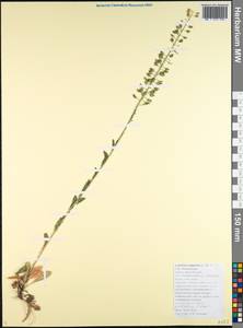 Lepidium campestre (L.) W.T. Aiton, Caucasus, Black Sea Shore (from Novorossiysk to Adler) (K3) (Russia)