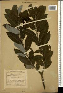 Salix aegyptiaca L., Caucasus, Georgia (K4) (Georgia)