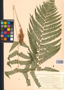 Dryopteris filix-mas (L.) Schott, Eastern Europe, Moscow region (E4a) (Russia)