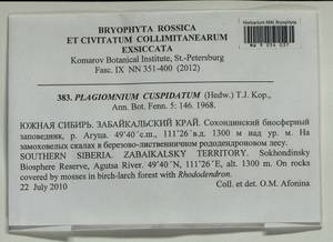 Plagiomnium cuspidatum (Hedw.) T.J. Kop., Bryophytes, Bryophytes - Baikal & Transbaikal regions (B18) (Russia)