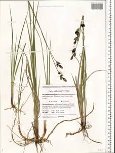 Carex adelostoma V.I.Krecz., Eastern Europe, Northern region (E1) (Russia)