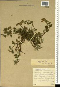 Scutellaria orientalis L., Crimea (KRYM) (Russia)