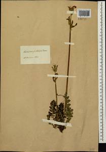 Pedicularis sceptrum-carolinum, Siberia, Baikal & Transbaikal region (S4) (Russia)