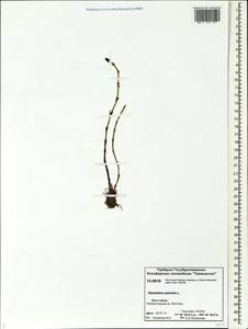 Equisetum palustre L., Siberia, Central Siberia (S3) (Russia)