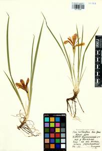 Iris ruthenica Ker Gawl., Siberia, Baikal & Transbaikal region (S4) (Russia)