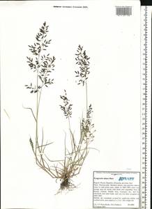 Eragrostis minor Host, Eastern Europe, Northern region (E1) (Russia)
