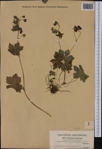 Geranium phaeum L., Western Europe (EUR) (Austria)