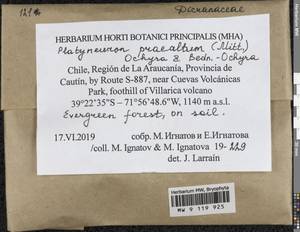 Platyneuron praealtum (Mitt.) Ochyra & Bedn.-Ochyra, Bryophytes, Bryophytes - America (BAm) (Chile)