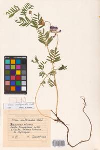 Vicia multicaulis Ledeb., Eastern Europe, Eastern region (E10) (Russia)