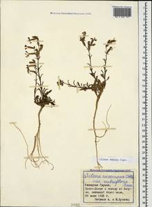 Silene euxina (Rupr.) Hand.-Mazz., Caucasus, Georgia (K4) (Georgia)