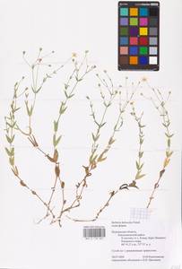 Stellaria hebecalyx Fenzl, Eastern Europe, Northern region (E1) (Russia)