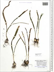 Galanthus alpinus Sosn., Caucasus, Stavropol Krai, Karachay-Cherkessia & Kabardino-Balkaria (K1b) (Russia)