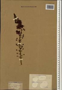 Verbascum phoeniceum L., Caucasus, Georgia (K4) (Georgia)