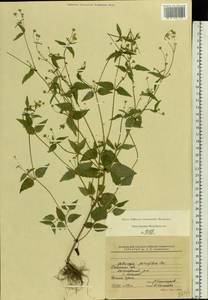 Galinsoga parviflora Cav., Eastern Europe, Central region (E4) (Russia)