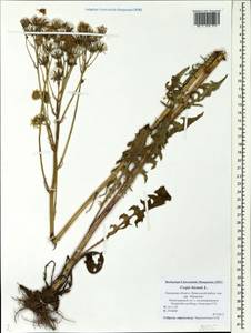 Crepis biennis L., Eastern Europe, North-Western region (E2) (Russia)