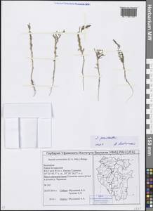 Suaeda prostrata Pall., Eastern Europe, Eastern region (E10) (Russia)