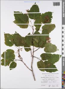 Acer tataricum L., Eastern Europe, Rostov Oblast (E12a) (Russia)