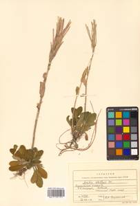 Turritis stelleri (DC.) V. I. Dorof., Siberia, Russian Far East (S6) (Russia)