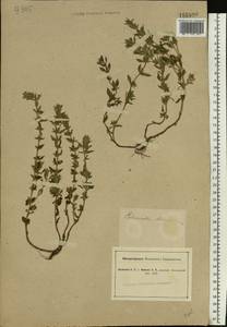 Clinopodium acinos (L.) Kuntze, Eastern Europe, South Ukrainian region (E12) (Ukraine)