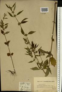 Chaiturus marrubiastrum (L.) Ehrh. ex Rchb., Eastern Europe, Middle Volga region (E8) (Russia)