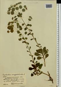 Euphorbia amygdaloides L., Eastern Europe, West Ukrainian region (E13) (Ukraine)