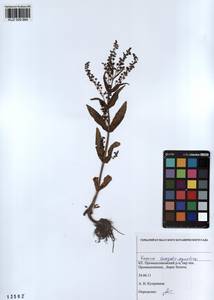 Veronica anagallis-aquatica L., Siberia, Altai & Sayany Mountains (S2) (Russia)