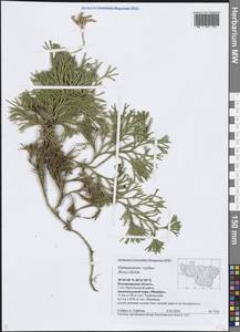 Diphasiastrum × zeilleri (Rouy) Holub, Eastern Europe, Central region (E4) (Russia)