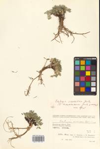 Oxytropis nigrescens (Pall.) Fisch. ex DC., Siberia, Chukotka & Kamchatka (S7) (Russia)
