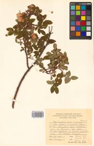 Rosa acicularis Lindl., Siberia, Russian Far East (S6) (Russia)