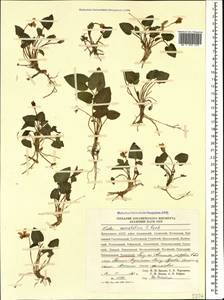 Viola somchetica C. Koch, Caucasus, Dagestan (K2) (Russia)