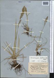 Deschampsia koelerioides Regel, Middle Asia, Northern & Central Tian Shan (M4) (Kyrgyzstan)