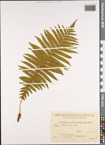 Matteuccia struthiopteris (L.) Tod., Caucasus, Georgia (K4) (Georgia)