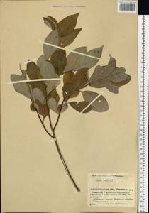 Salix caprea L., Siberia, Baikal & Transbaikal region (S4) (Russia)