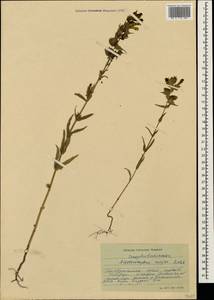 Rhinanthus serotinus var. vernalis (N. W. Zinger) Janch., Caucasus, Stavropol Krai, Karachay-Cherkessia & Kabardino-Balkaria (K1b) (Russia)