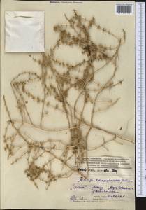 Horaninovia anomala (C.A.Mey.) Moq., Middle Asia, Karakum (M6) (Turkmenistan)