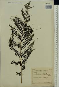 Athyrium filix-femina (L.) Roth, Eastern Europe, Central forest-and-steppe region (E6) (Russia)