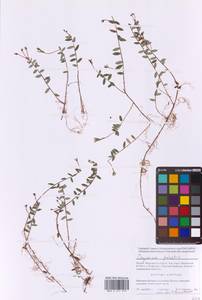 Vaccinium oxycoccos L., Eastern Europe, Moscow region (E4a) (Russia)