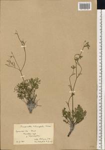 Pimpinella tragium Vill., Eastern Europe, North Ukrainian region (E11) (Ukraine)