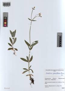 KUZ 004 501, Cerastium pauciflorum Stev. ex Ser., Siberia, Altai & Sayany Mountains (S2) (Russia)