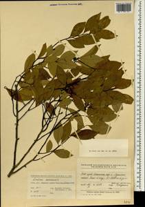 Lindera communis Hemsl., South Asia, South Asia (Asia outside ex-Soviet states and Mongolia) (ASIA) (China)