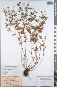 Potentilla erecta (L.) Raeusch., Eastern Europe, Central region (E4) (Russia)