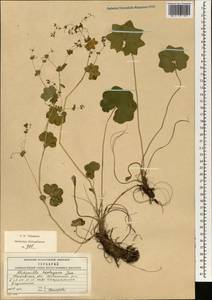Alchemilla heptagona Juz., Eastern Europe, Moscow region (E4a) (Russia)