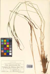 Carex appendiculata (Trautv. & C.A.Mey.) Kük., Siberia, Russian Far East (S6) (Russia)
