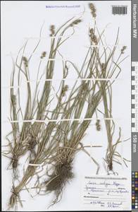 Carex spicata subsp. spicata, Eastern Europe, Central region (E4) (Russia)