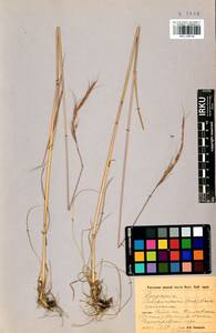 Elymus gmelinii (Trin.) Tzvelev, Siberia, Baikal & Transbaikal region (S4) (Russia)