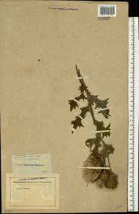 Cirsium vulgare (Savi) Ten., Eastern Europe, Rostov Oblast (E12a) (Russia)