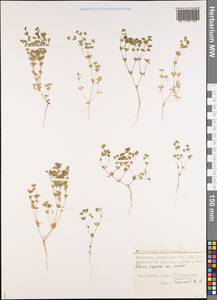 Frankenia pulverulenta, Middle Asia, Caspian Ustyurt & Northern Aralia (M8) (Kazakhstan)
